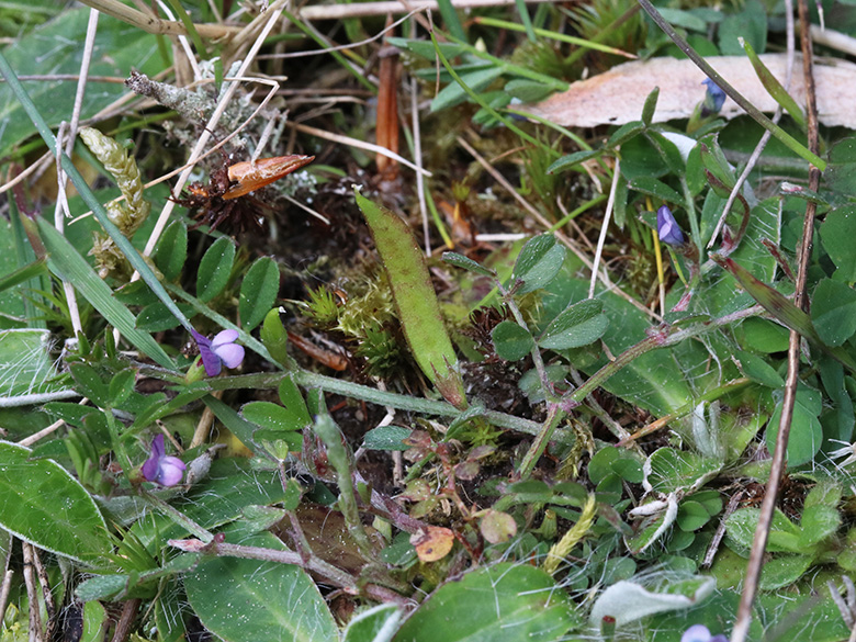 Vicia lathyroides