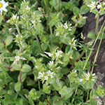 Cerastium glomeratum - Knäuel-Hornkraut