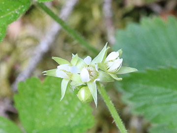 Rubus saxatilis