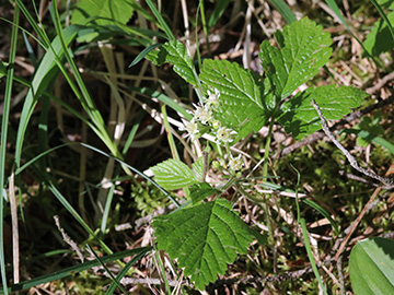 Rubus saxatilis