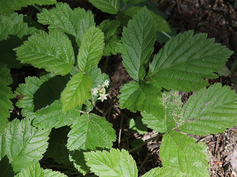 Rubus saxatilis