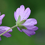 Geranium pyrenaicum - Pyrenäen-Storchschnabel