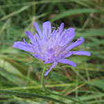Knautia gracilis - Zierliche Witwenblume