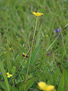 Ranunculus nemorosus