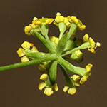 Bupleurum falcatum - Sichelblättriges Hasenohr