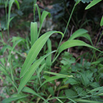 Bupleurum falcatum - Sichelblättriges Hasenohr