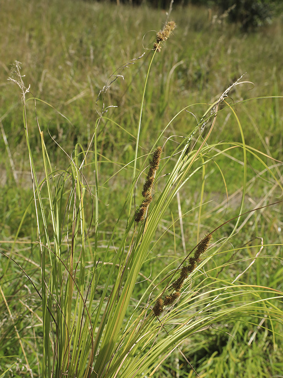 Carex vulpinoidea
