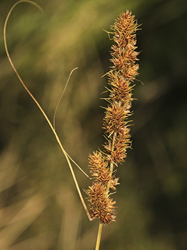 Carex vulpinoidea