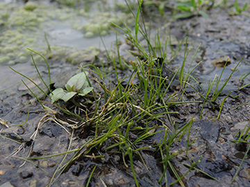 Eleocharis acicularis