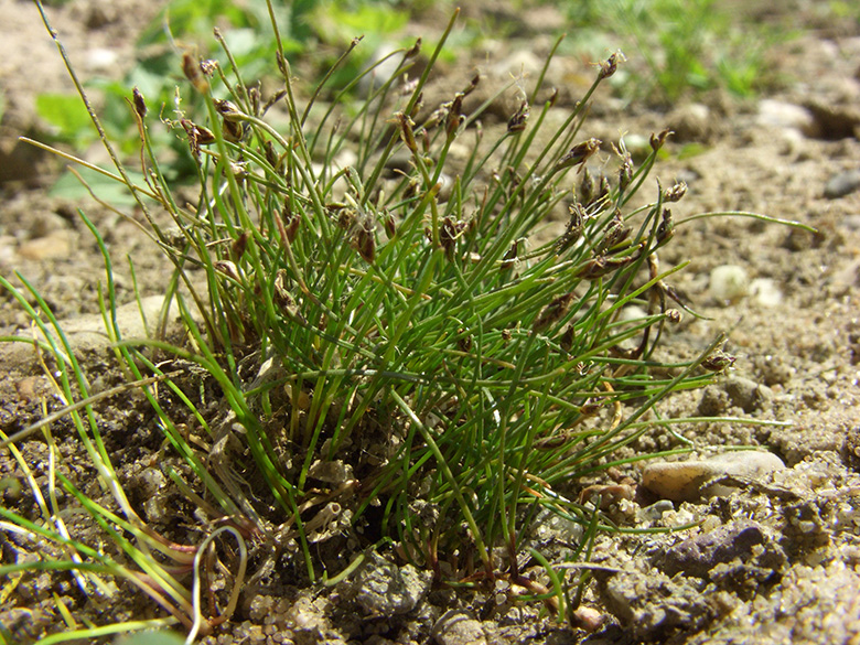 Eleocharis acicularis