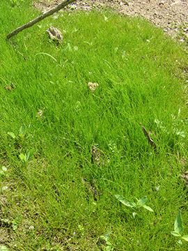 Eleocharis acicularis
