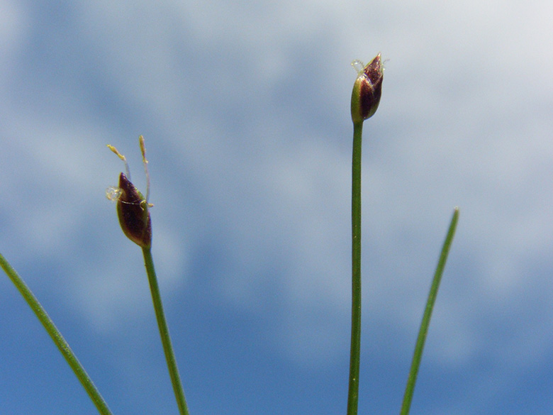 Eleocharis acicularis
