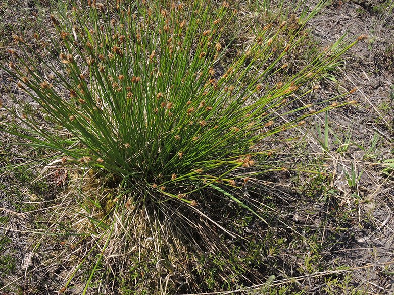 Eleocharis multicaulis
