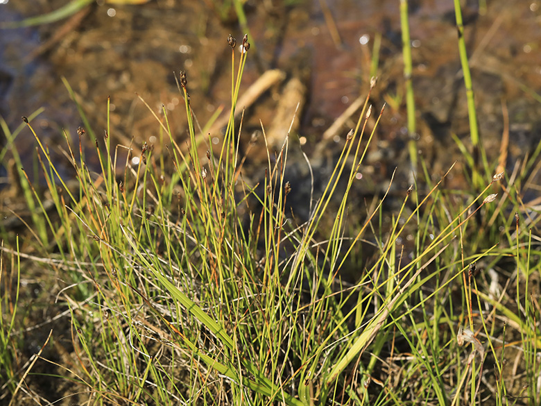 Eleocharis quinqueflora
