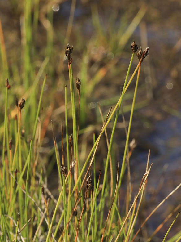 Eleocharis quinqueflora