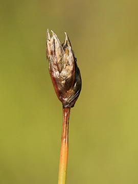 Eleocharis quinqueflora