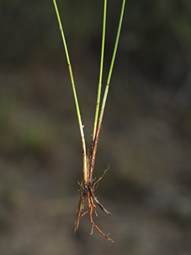 Eleocharis quinqueflora