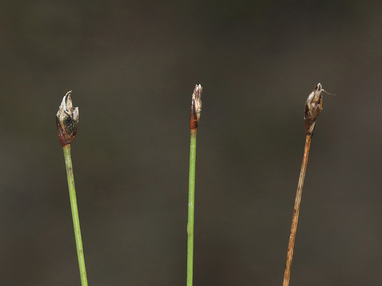 Eleocharis quinqueflora