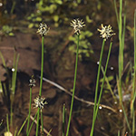 Eleocharis uniglumis - Einspelzige Sumpfbinse