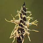 Eleocharis uniglumis - Einspelzige Sumpfbinse