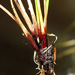 Eleocharis uniglumis - Einspelzige Sumpfbinse