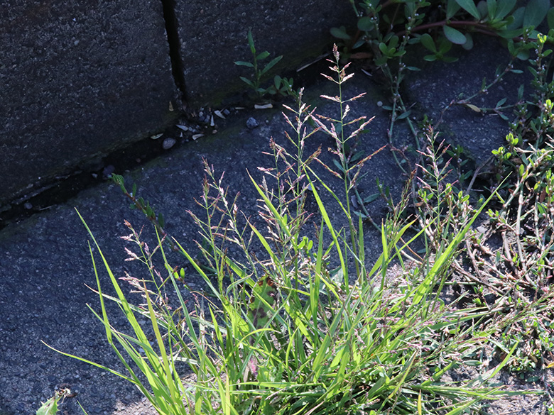 Eragrostis multicaulis