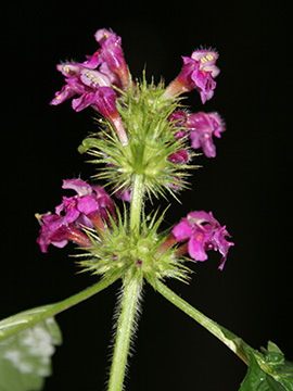 Galeopsis pubescens