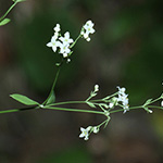 Galium sylvaticum - Wald-Labkraut