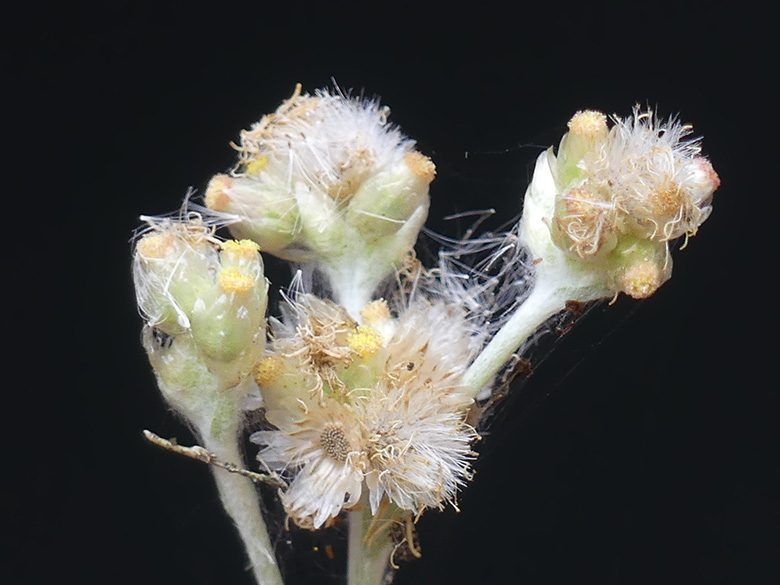 Helichrysum luteoalbum