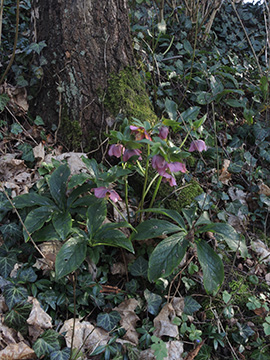Helleborus orientalis-Hybride
