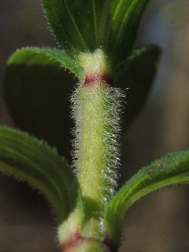 Hypericum hirsutum