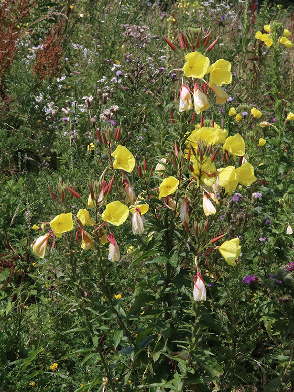Oenothera glazioviana rubricalyx