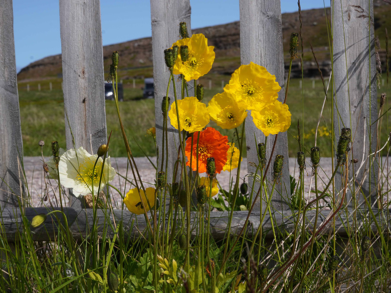 Papaver croceum