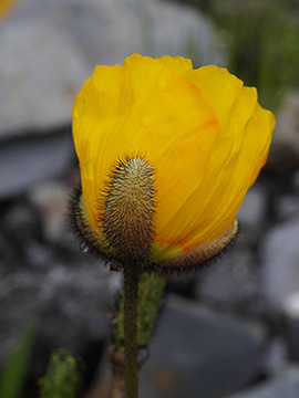 Papaver croceum