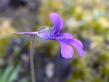 Pinguicula grandiflora
