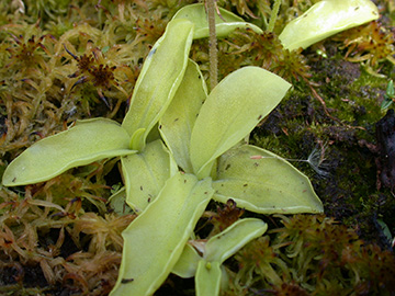 Pinguicula grandiflora