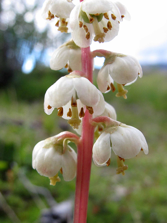 Pyrola media