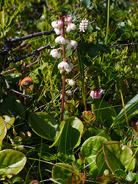Pyrola media