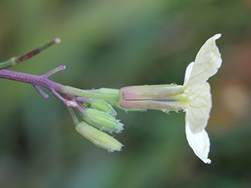 Raphanus raphanistrum