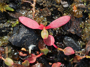Rumex crispus
