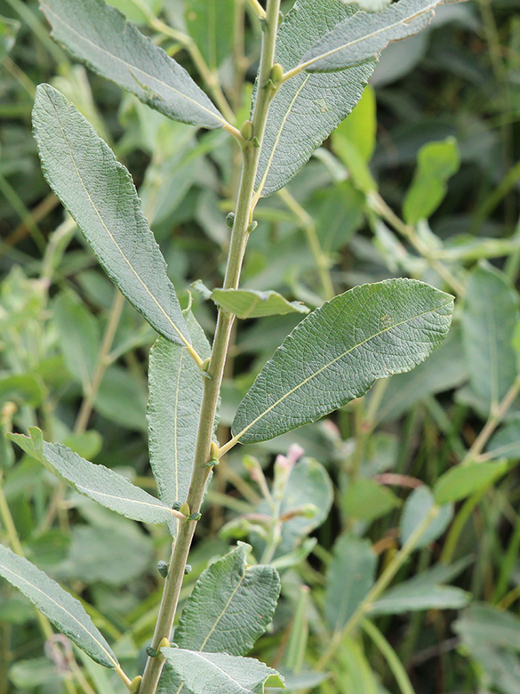 Salix cinerea