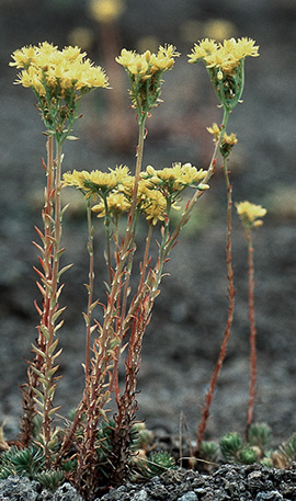 Sedum forsterianum