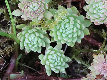Sedum forsterianum elegans