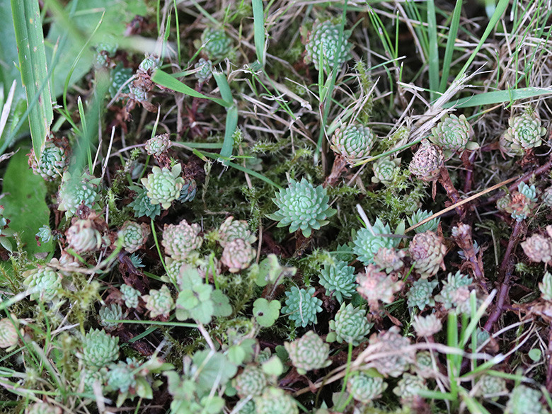 Sedum forsterianum elegans
