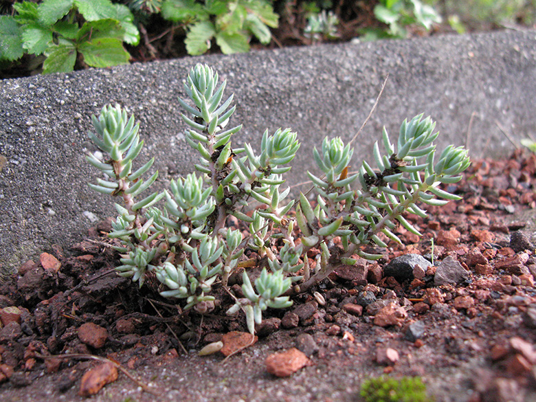 Sedum pseudomontanum