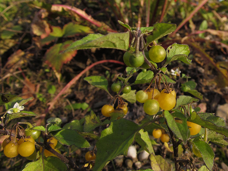 Solanum luteovirescens
