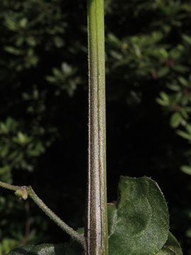 Solanum nigrum nigrum