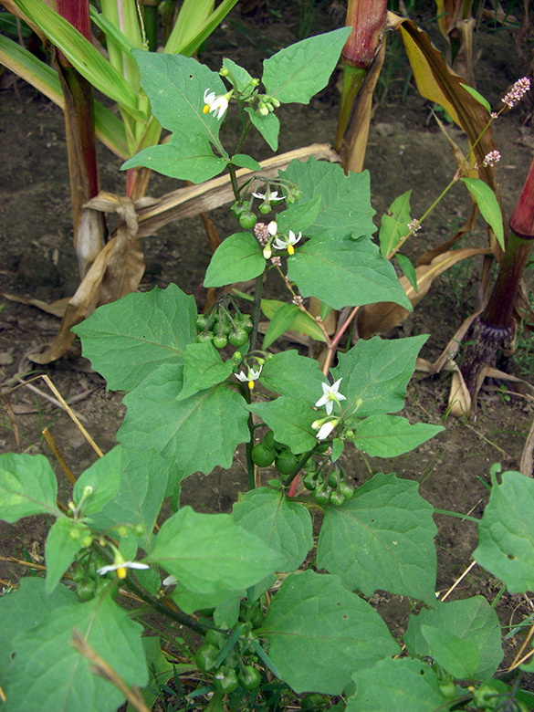 Solanum nigrum nigrum