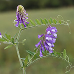 Vicia villosa - Zottige Wicke