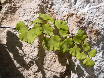 Adiantum capillus-veneris